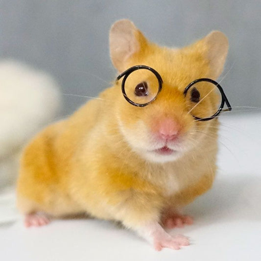 How Smart Are Hamsters?