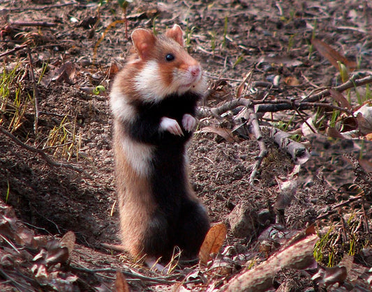 Wild Hamsters