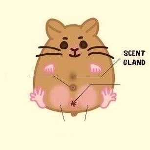 How Does Hamster Scent Marking Work?