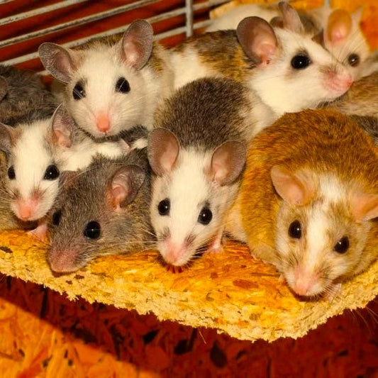 Why Mice Live in Groups