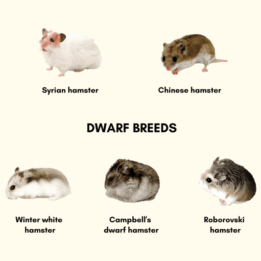 The Different Species of Hamster