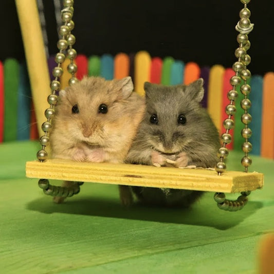 Hamster Playtime Tips