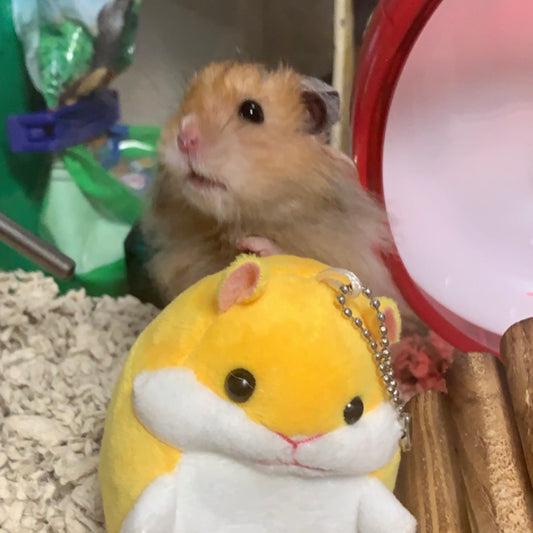 What is a Teddy Bear Hamster?