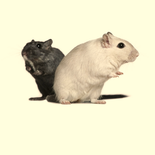 Why You Need Two Gerbils, But One Hamster