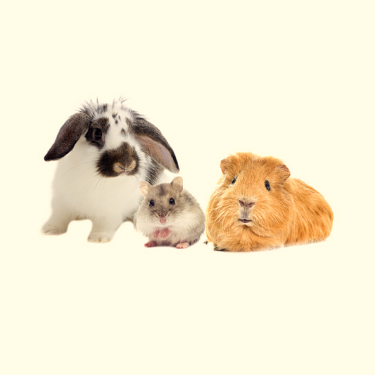 Why a Small Pet is the Perfect Apartment Pet