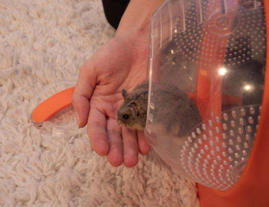 So, You’re Thinking of Adopting a Hamster