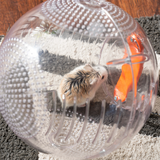Do Hamsters Like Hamster Balls?
