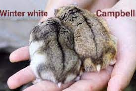 Winter White Vs Campbell Hamster: Ultimate Comparison Guide