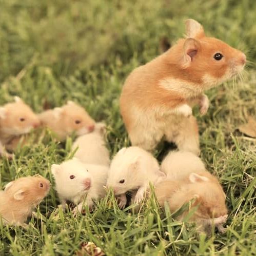 How Big are Hamster Litters?