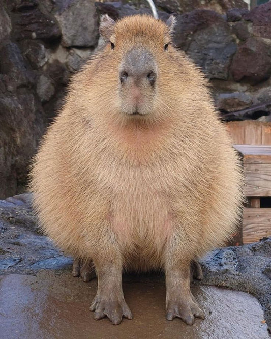 Are Capybara Giant Hamsters?