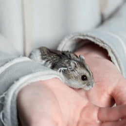 How to Socialize your Hamster