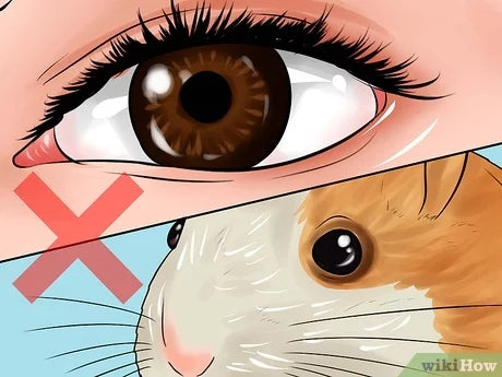 How Well Can Hamsters See?