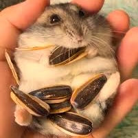 Why Hamsters Eat Seeds