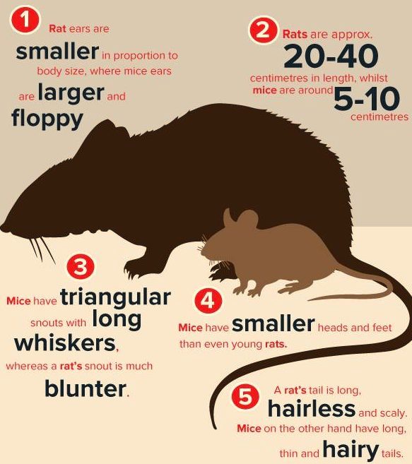 What's the difference between Rats and Mice? – Happy Habitats Store