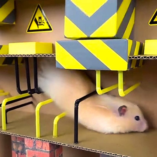 Why Hamsters Love Mazes