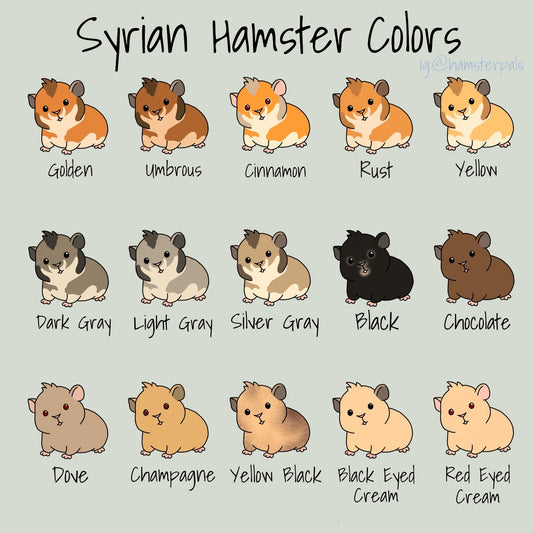 The Different Coats of Hamsters