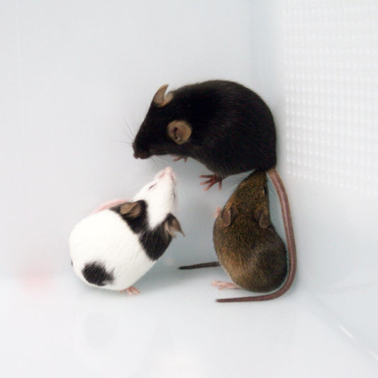 Fancy Mice as Pets