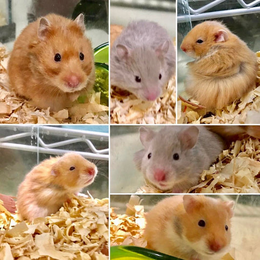 Six Reasons to Get a Hamster