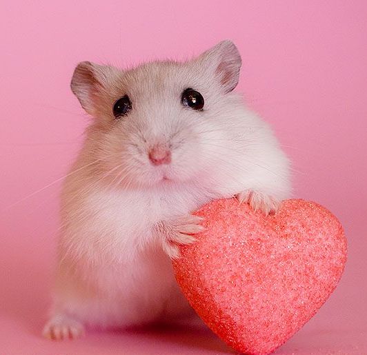 Valentine’s With Your Hamster