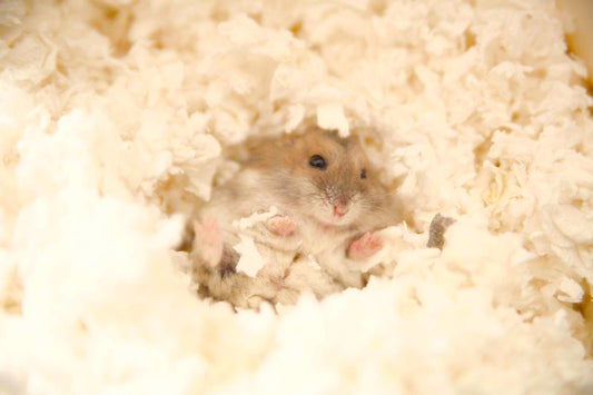 The Different Types of Hamster Bedding