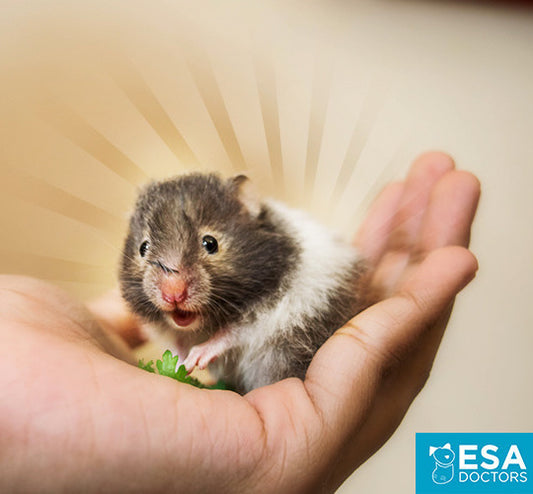 Why Hamsters Make Great Emotional Support Animals