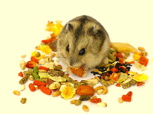10 Treats You Should NOT Give Your Hamster