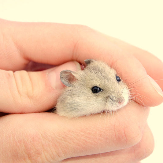 How to Bond with Your Hamster