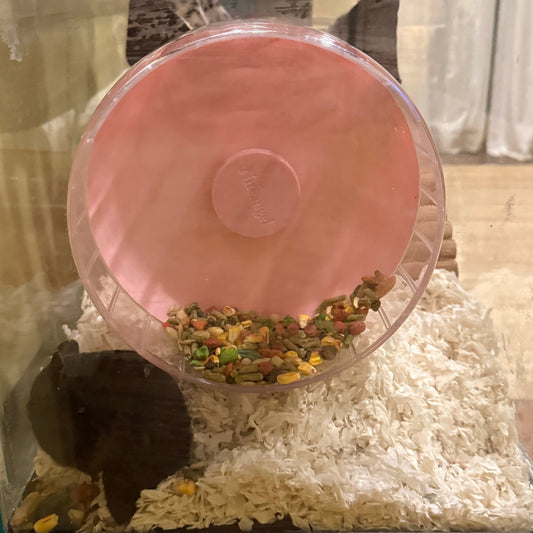 Why Do Hamsters Store Food In Their Wheels?