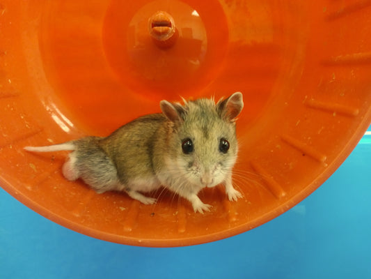 Why My Next Hamster Will Be a Chinese Dwarf