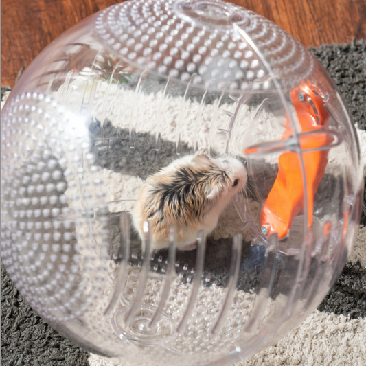 Should Hamsters Use Exercise Balls? A Comprehensive Look at the Pros and Cons