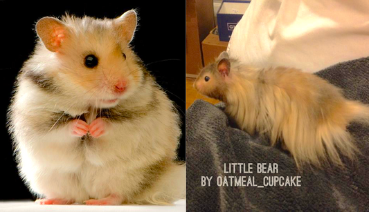 Long Hair vs Short Hair Syrian Hamsters