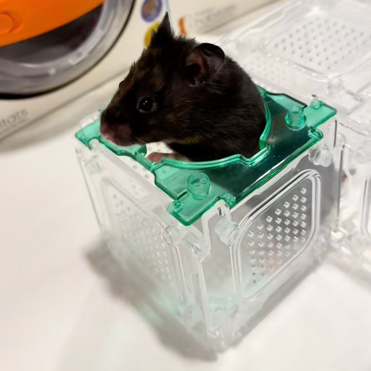 Why Do Hamsters Love Mazes?