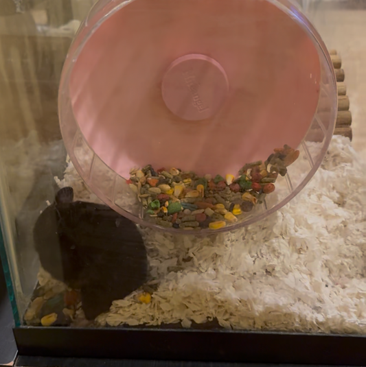 Why Does My Hamster Put Seeds on Their Wheel?