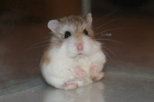All About the Roborovski Hamster