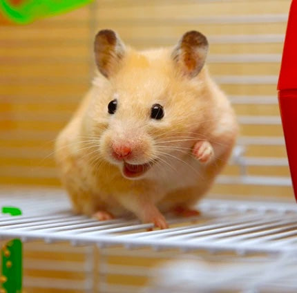 Why Do Hamsters Squeak When They're Happy?