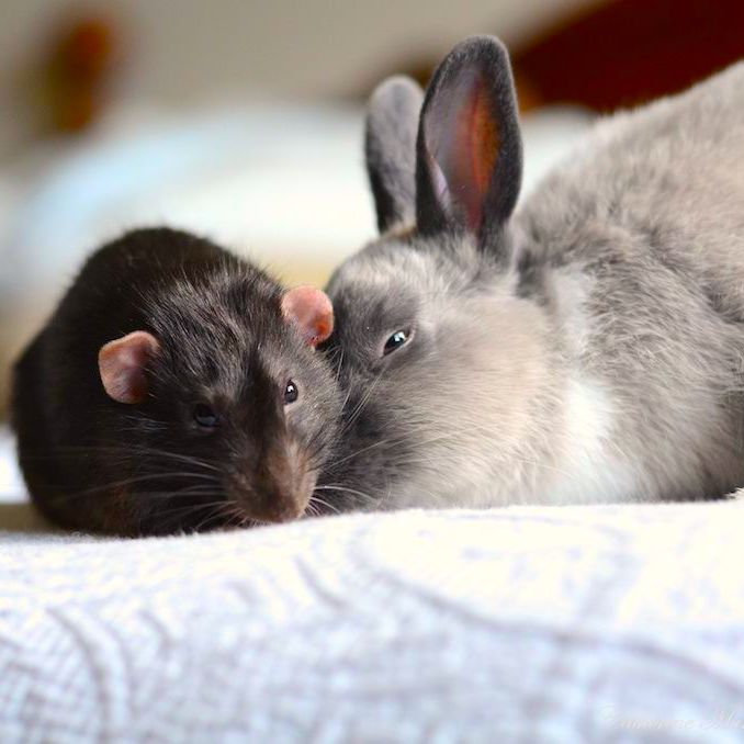 Rodenjmts Rabbit Are Rabbits Rodents? – Happy Habitats Store