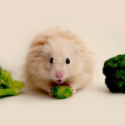 Safe Veggies for Hamsters