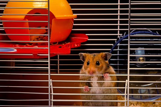 The Benefits of Letting Your Hamster Out of Their Cage