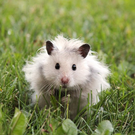 The Benefits of Taking Your Hamster Outside: A Breath of Fresh Air for Your Furry Friend