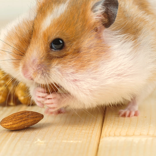 How Much Food Do Hamsters Eat?