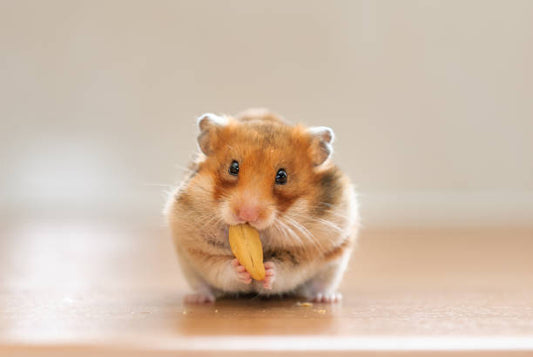 Treats Your Hamster Will Love