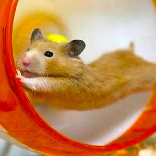Why Do Hamsters Love Hamster Wheels?