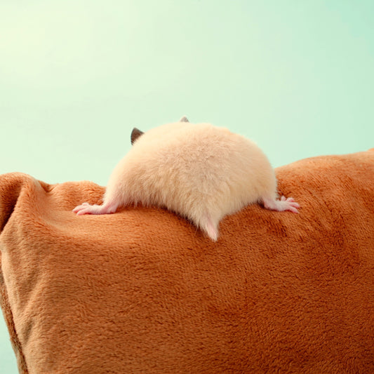 Why Hamsters Have Tails