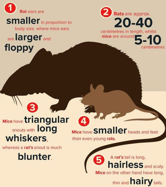 What’s the difference between Rats and Mice?