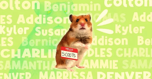 10 Fun Names for Your Pet Hamster