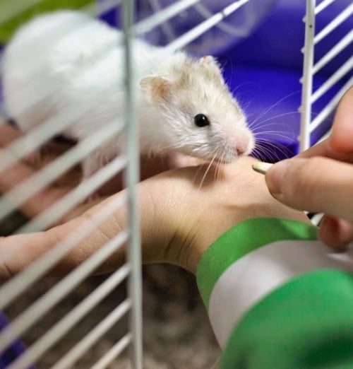 Can You Teach Your Hamster Tricks?
